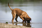 junger Cane Corso