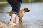 junger Cane Corso