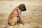 junger Cane Corso