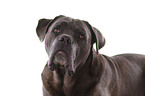 Cane Corso Portrait