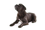 liegender Cane Corso