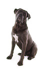 sitzender Cane Corso