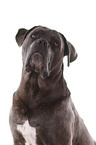 Cane Corso Portrait