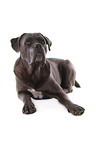 liegender Cane Corso