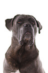 Cane Corso Portrait