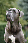 Cane Corso Portrait