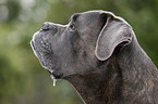Cane Corso Portrait