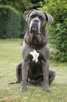 sitzender Cane Corso