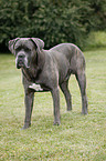 stehender Cane Corso