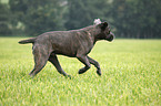 rennender Cane Corso