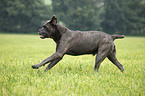 rennender Cane Corso