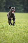 rennender Cane Corso