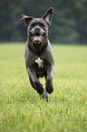 rennender Cane Corso