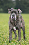 stehender Cane Corso