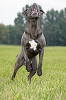 springender Cane Corso