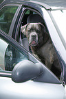 Cane Corso im Auto