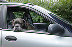 Cane Corso im Auto