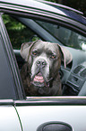 Cane Corso im Auto