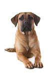 liegender Cane Corso