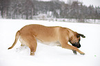 Cane Corso