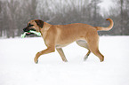 spielender Cane Corso