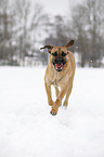 rennender Cane Corso