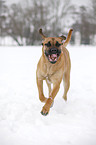 rennender Cane Corso