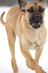 rennender Cane Corso