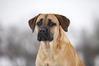 Cane Corso Portrait