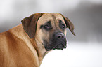 Cane Corso Portrait