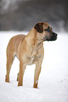 stehender Cane Corso