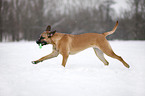 spielender Cane Corso