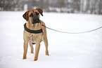 stehender Cane Corso