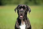 Cane Corso Portrait