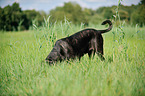 schnuppernder Cane Corso