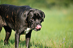 Cane Corso Portrait