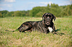 liegender Cane Corso