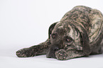 liegender Cane Corso