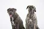 2 Cane Corso