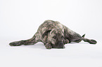 liegender Cane Corso