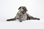 liegender Cane Corso