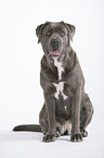 sitzender Cane Corso