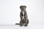 sitzender Cane Corso