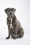 sitzender Cane Corso