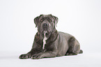 liegender Cane Corso