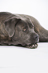 liegender Cane Corso