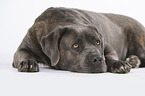 liegender Cane Corso