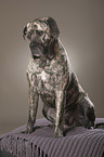 sitzender Cane Corso