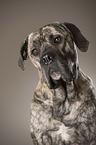 Cane Corso Portrait