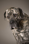 Cane Corso Portrait